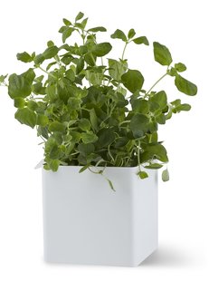 Gejst Flex Box - wit - klein