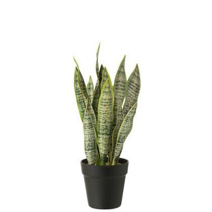 J-Line plant Dracaena Trifasciata In Pot - kunststof - groen - medium