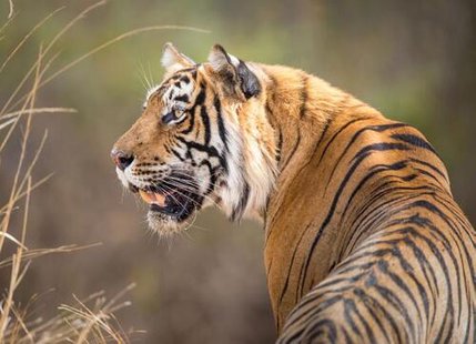 Puzzel (1.000 stukjes): Bengaalse tijger, Jeff Goldberg, Wereld Natuurfonds