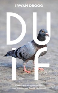 Duif
