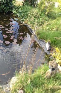 Het Grote Voorleesboek