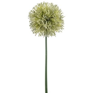 Allium