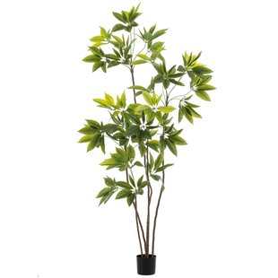 Schefflera