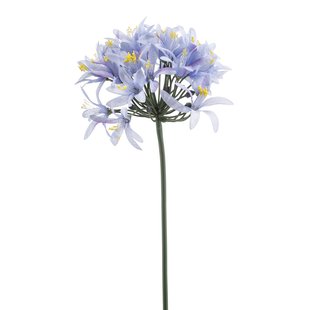 Agapanthus