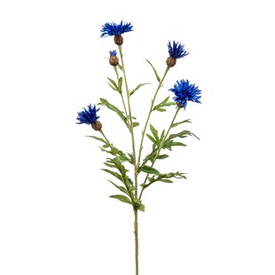 Centaurea