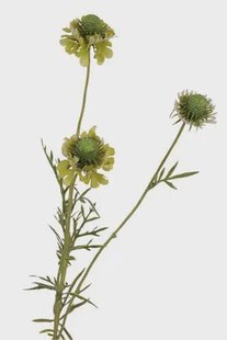 Kunstbloem Scabiosa - Groen - 64 cm