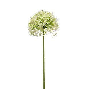 Allium