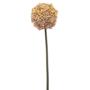Allium