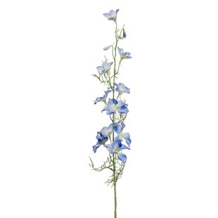 Delphinium