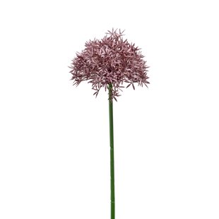 Allium