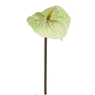 Anthurium