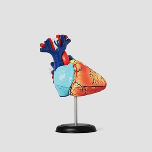 3D anatomisch model. Hart