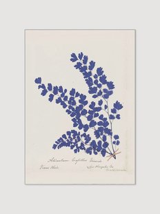 Ingelijste poster Botanical Fern III Blue