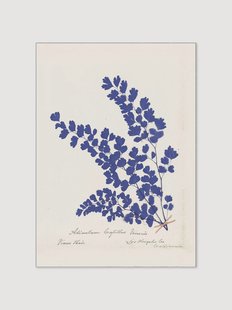 Ingelijste poster Botanical Fern III Blue