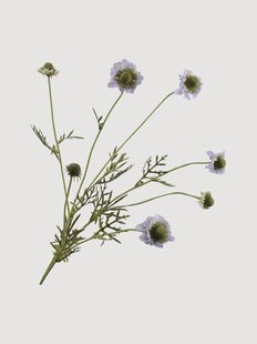 Scabiosa tak