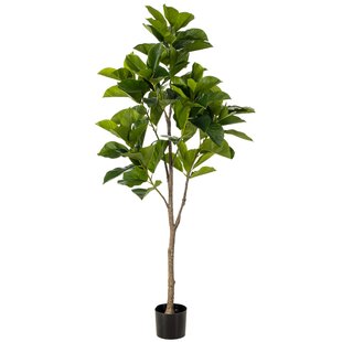 Ficus benghalensis