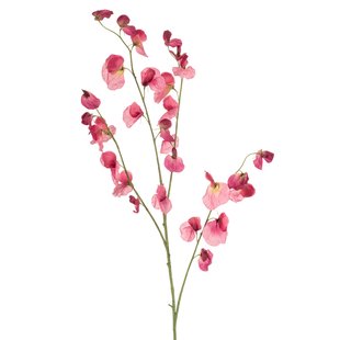Lathyrus