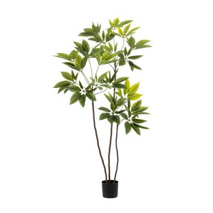 Schefflera