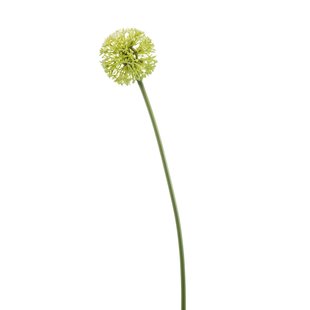 Allium