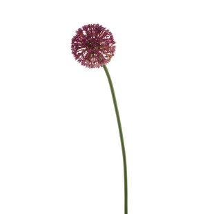 Allium
