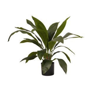 Aspidistra