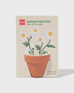 HEMA Groeiplant spiegeleiplantje