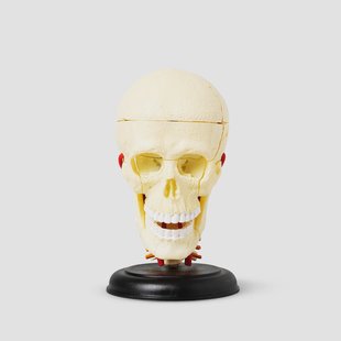 3D anatomisch model. Schedel