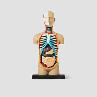 3D anatomisch model. Torso