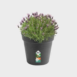 Elho Bloempot Green Basics Living - Kunststof - Geborsteld Nikkel - Diam.35xh32,2cm