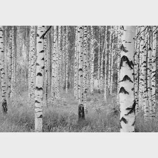 Komar Fotobehang Woods