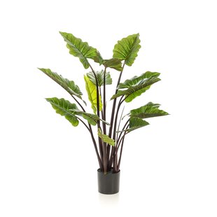 Colocasia