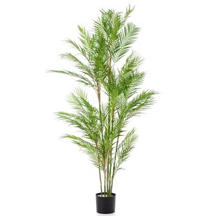 Palm chamaedorea