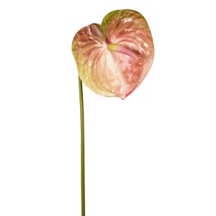 Anthurium