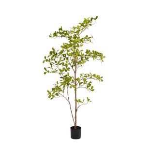 Terminalia