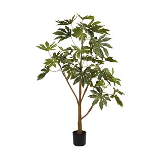 Fatsia