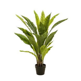Fern asplenium