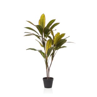 Cordyline