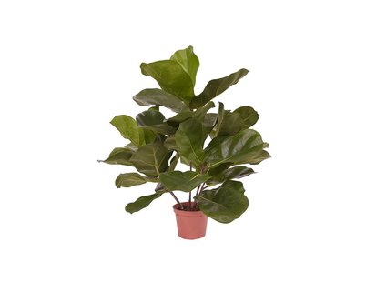 Designplants Lyrata kunstplant (h:45cm) - Laagste prijsgarantie!