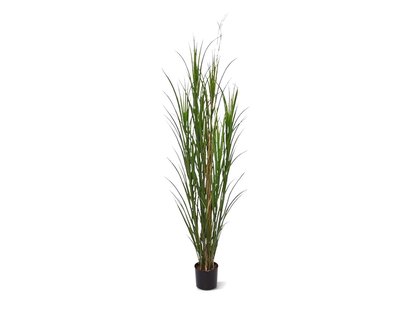 Designplants Rietgras kunstplant (h:165cm) - Laagste prijsgarantie!