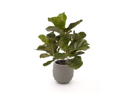 Designplants/Luca Lifestyle Lyrata kunstplant (h:45cm) met Bordo Balloon bloempot - Laagste prijsgarantie!