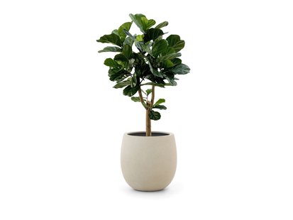 Designplants/Luca Lifestyle Lyrata Y kunstboom (h:170cm) met Bordo Tall Balloon bloempot - Laagste prijsgarantie!
