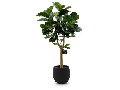 Designplants/Luca Lifestyle Lyrata Y kunstboom (h:170cm) met Grigio Balloon bloempot - Laagste prijsgarantie!