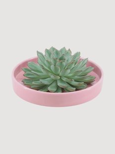 Plant Echeveria Pulidonis