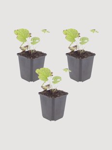 Planten Caucasian Forget-Me-Not Brunnera macrophylla Jack Frost, 3-delig