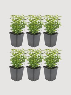 Planten Gele Spindelboom Euonymus fortunei Emerald n Gold, 6-delig