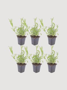 Planten Vervain Verbena Bonariensis, 6-delig