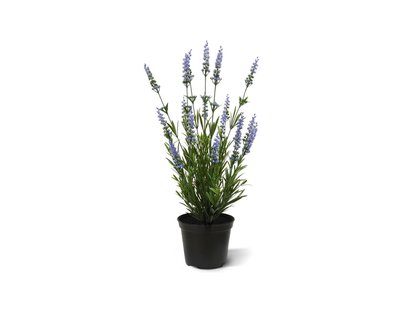 Designplants Lavendel kunstplant (h:50cm) - Laagste prijsgarantie!