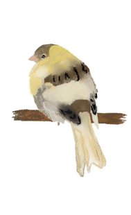 Canary