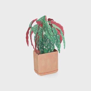 Kaart 3D met envelop, begonia