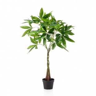 Pachira tree